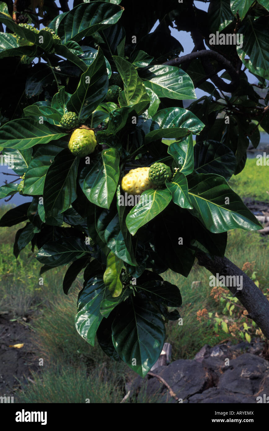 Noni tree is a native Hawaiian medicinal plant Stock Photo Alamy