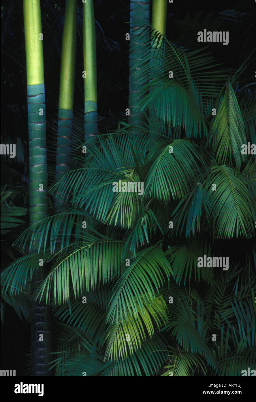 Close up of palm trees and leaves Stock Photo - Alamy