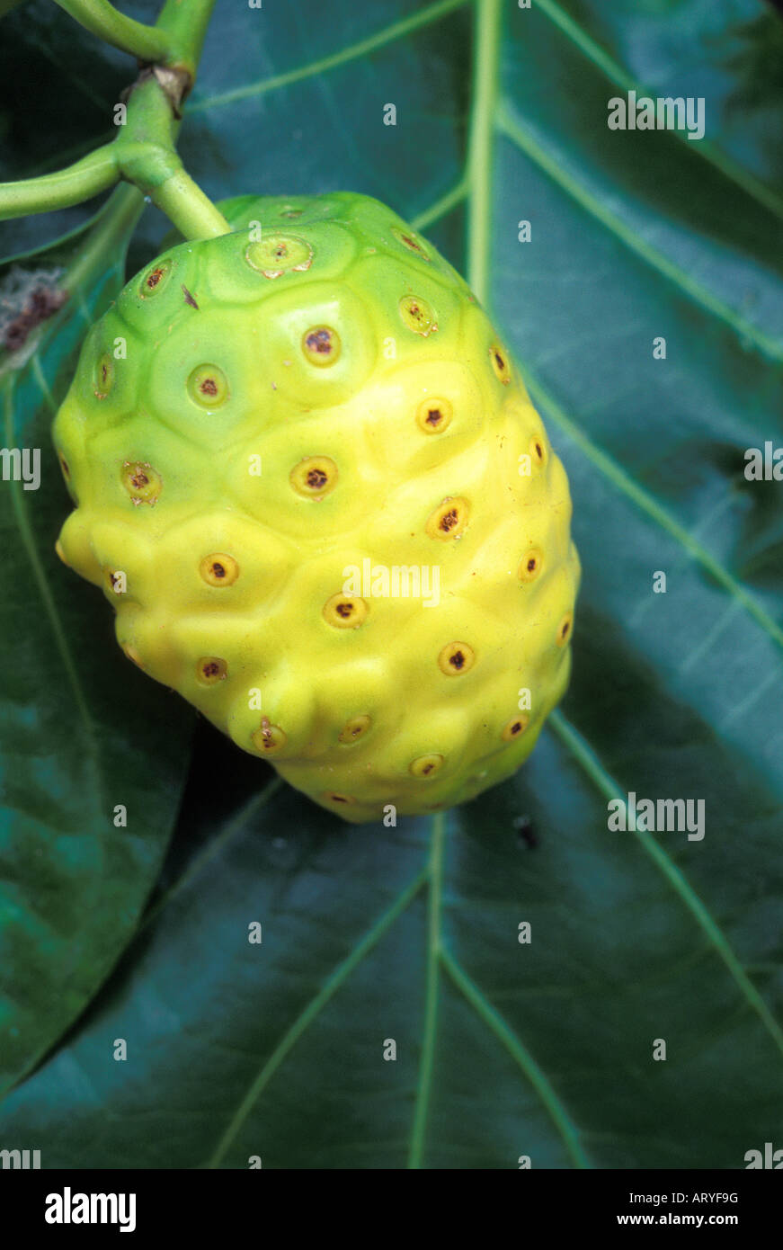 Noni fruit, a native medicinal plant, still attached to the tree Stock