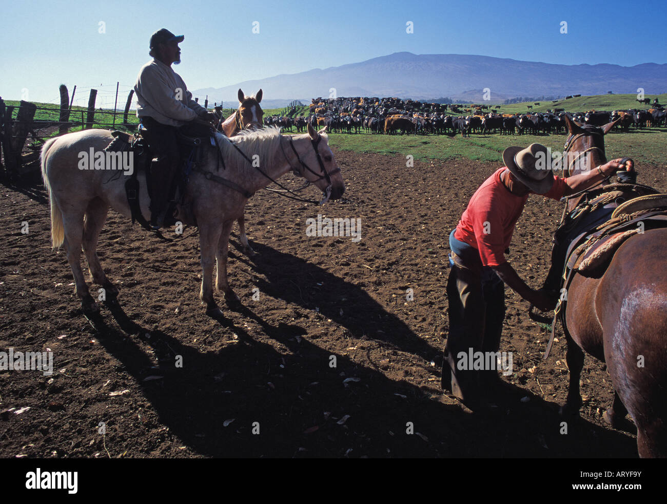 Cowboys working on Parker Ranch, Waimea (Kamuela) Stock Photo
