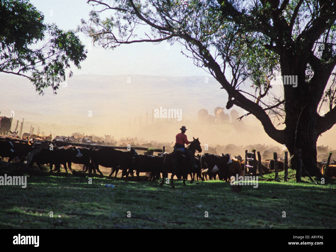 Cowboy working a cattle herd on Parker Ranch, Waimea (Kamuela) Stock Photo