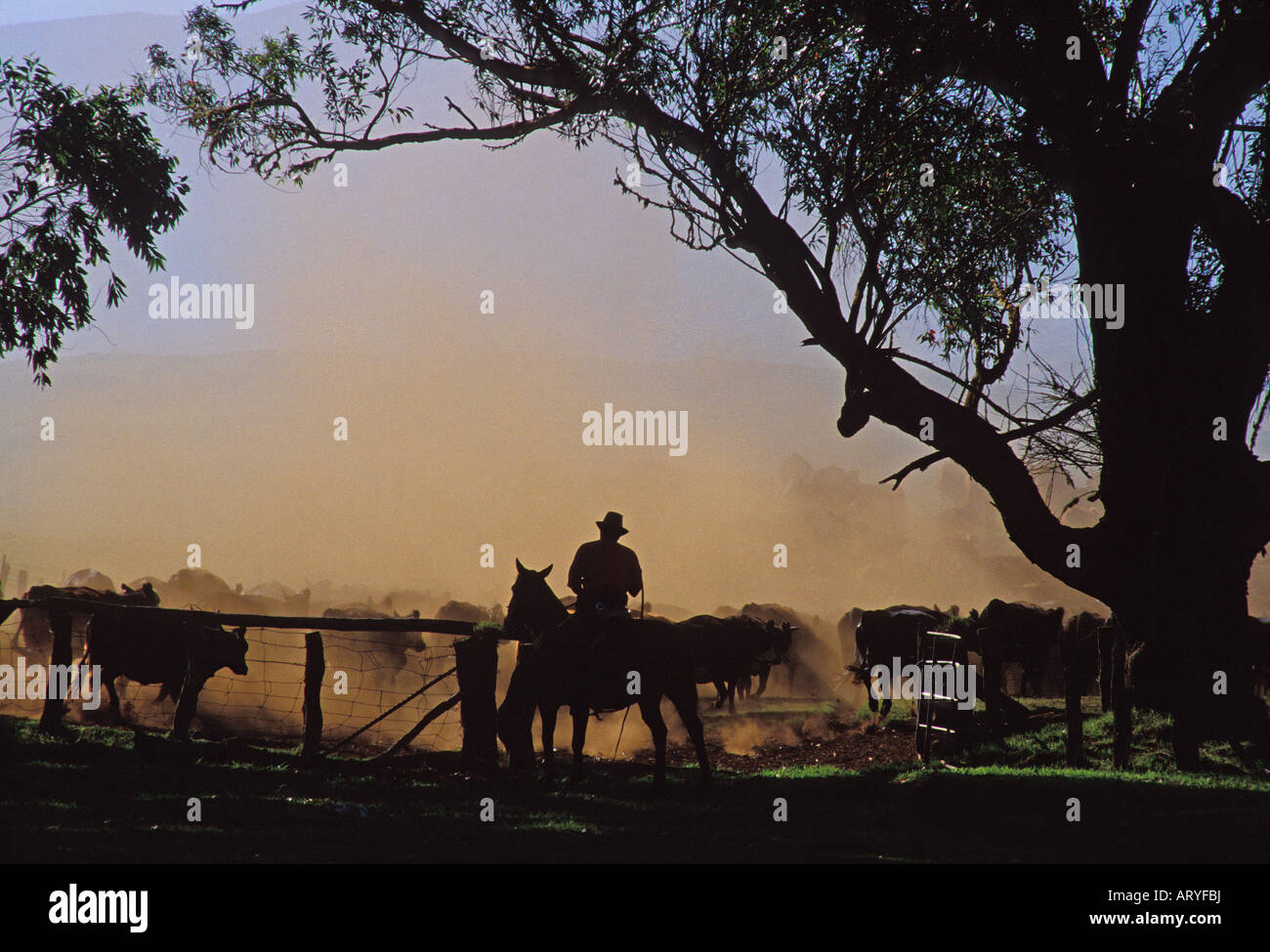 Cowboys working a cattle herd on Parker Ranch, Waimea (Kamuela) Stock Photo