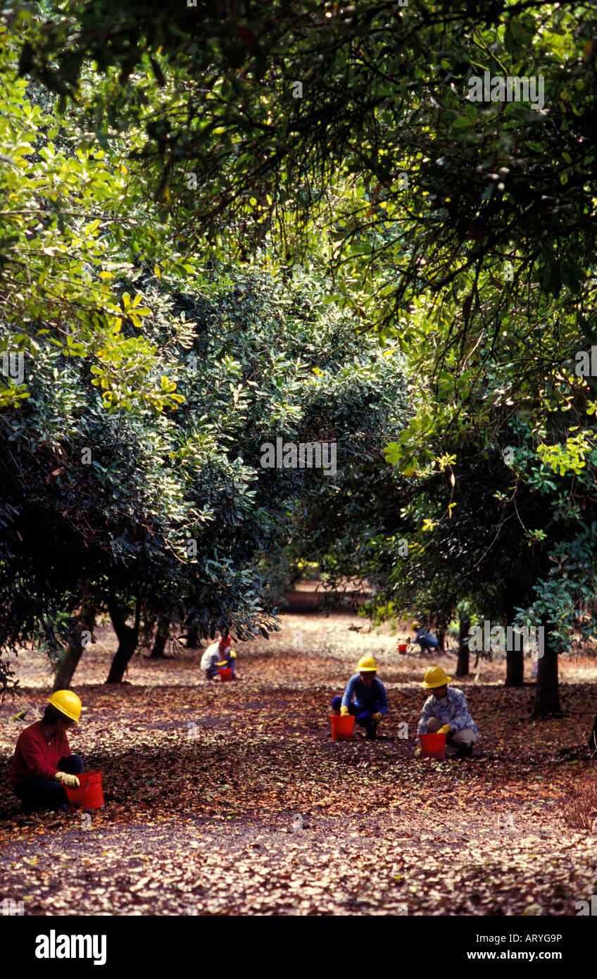 Workers hand harvesting macadamia nuts, Mauna Loa Macadamia Nut