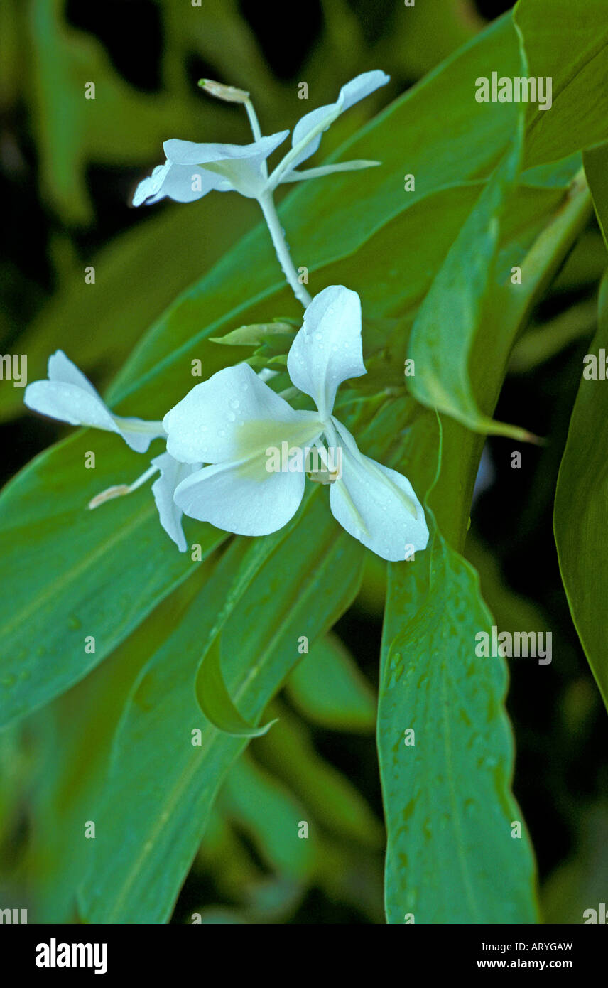 White ginger plants Stock Photo Alamy