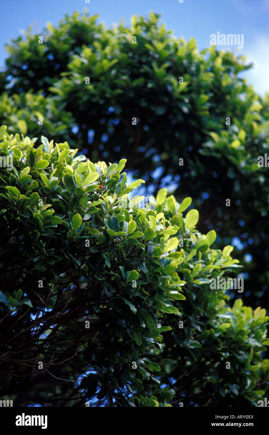 Ohia Ha (Syzygium) is a native Hawaiian plant, Manoa Cliffs Trail