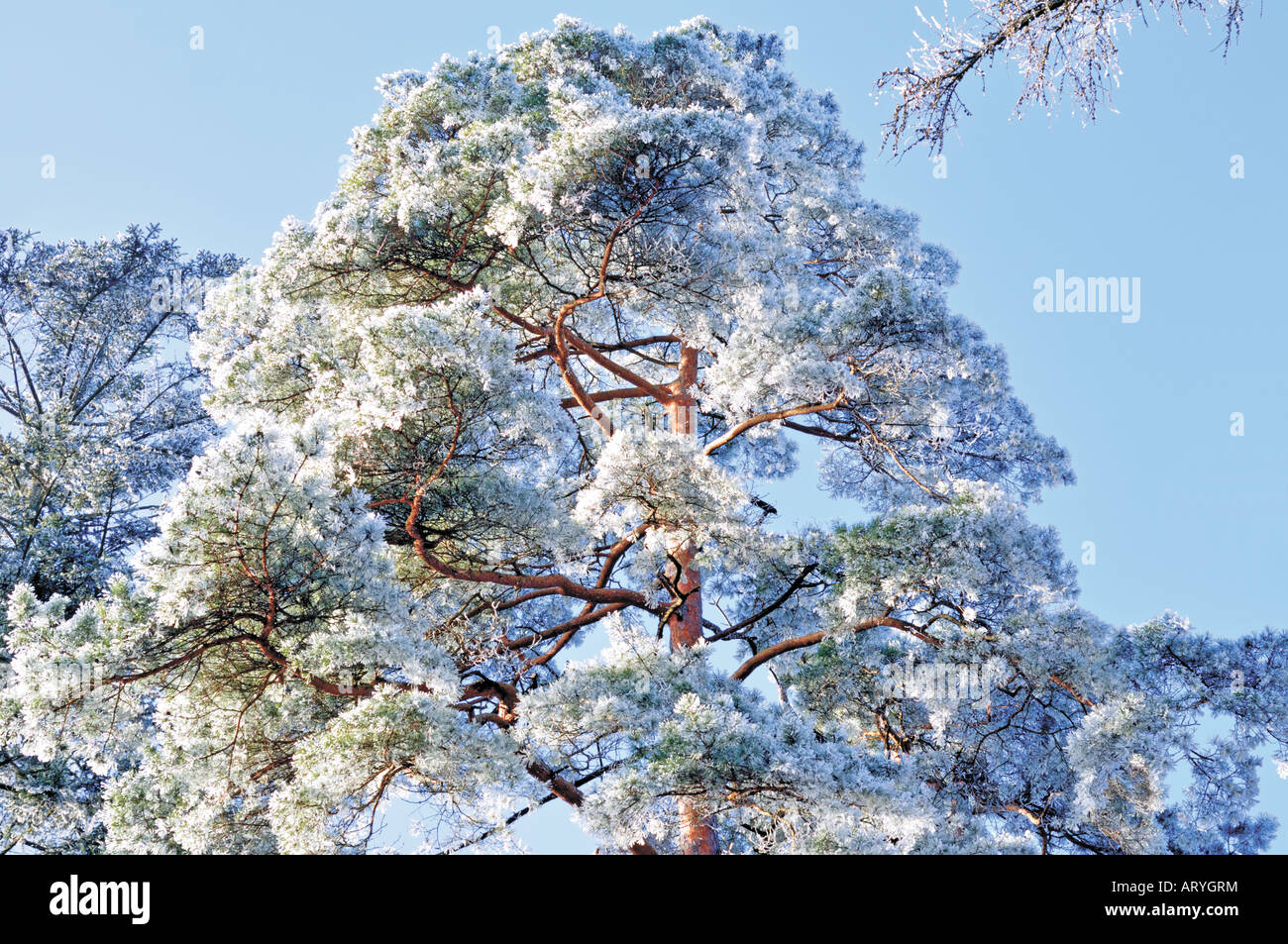 Top of a pine tree in winter, Limbach, Odenwald, Baden-Württemberg, Germany Stock Photo