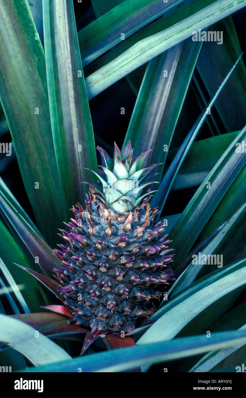 Closeup of pineapple plant still in the field, Haiku, Island of Maui Stock Photo Alamy