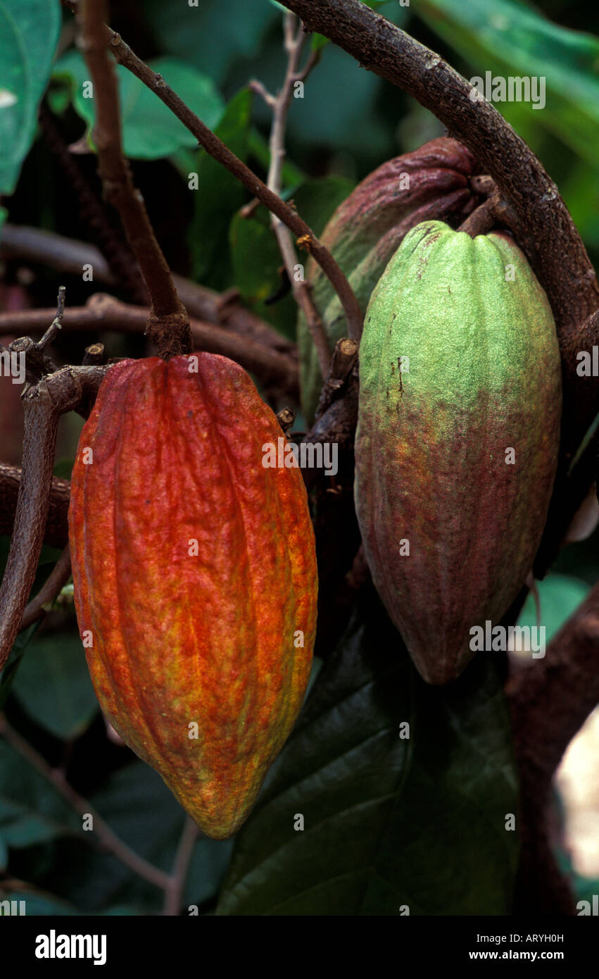 Cacao pods, used in making chocolate, still hanging on tree at Hodges