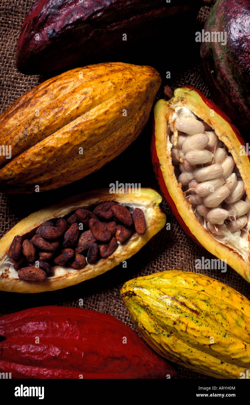 Whole and split cacao pods, showing the beans inside used to make