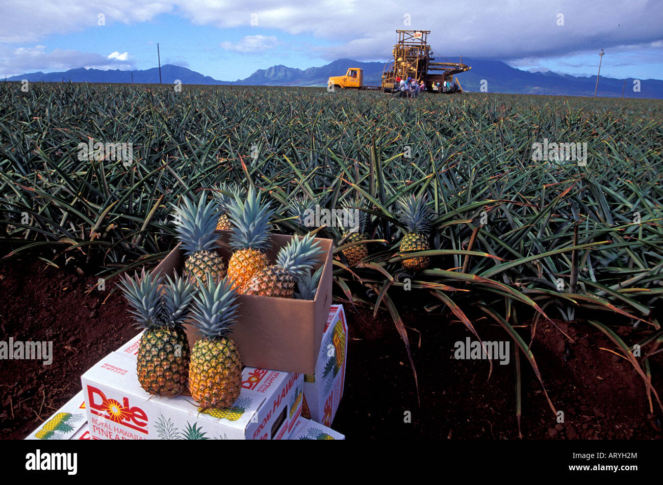 Dole Opens Major New Pineapple Production Facility In vrogue.co