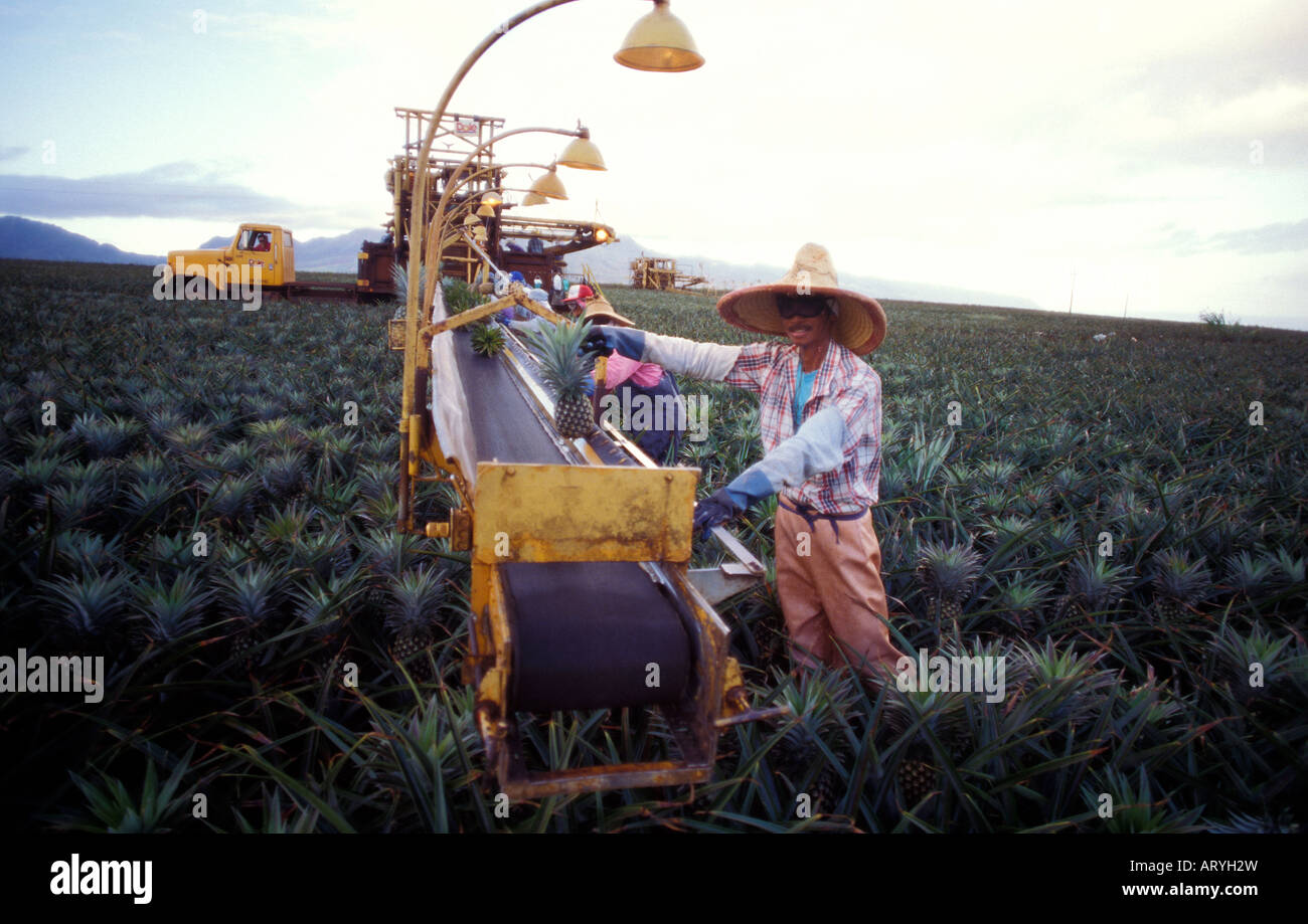Pineapple workers and harvesting machine in the Dole pineapple fields
