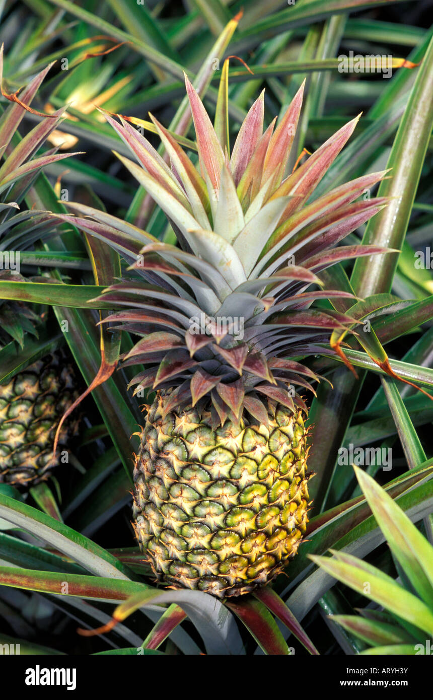 Pineapples in the Dole pineapple fields, Wahiawa, Island of Oahu Stock