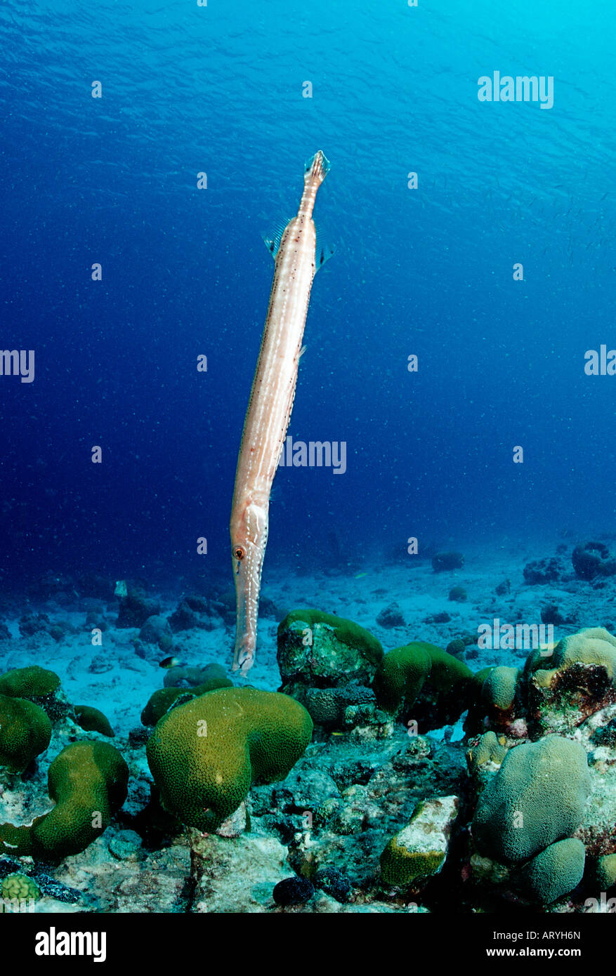 Trumpetfish Aulostomus maculatus Caribbean Sea Trinidad Stock Photo