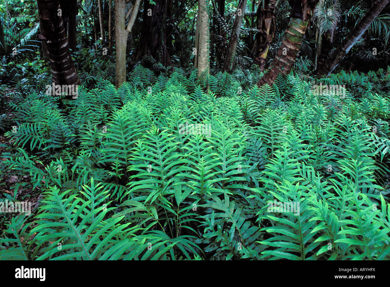 Lauae ferns, native plant used in leis & other hula ornamentation Stock