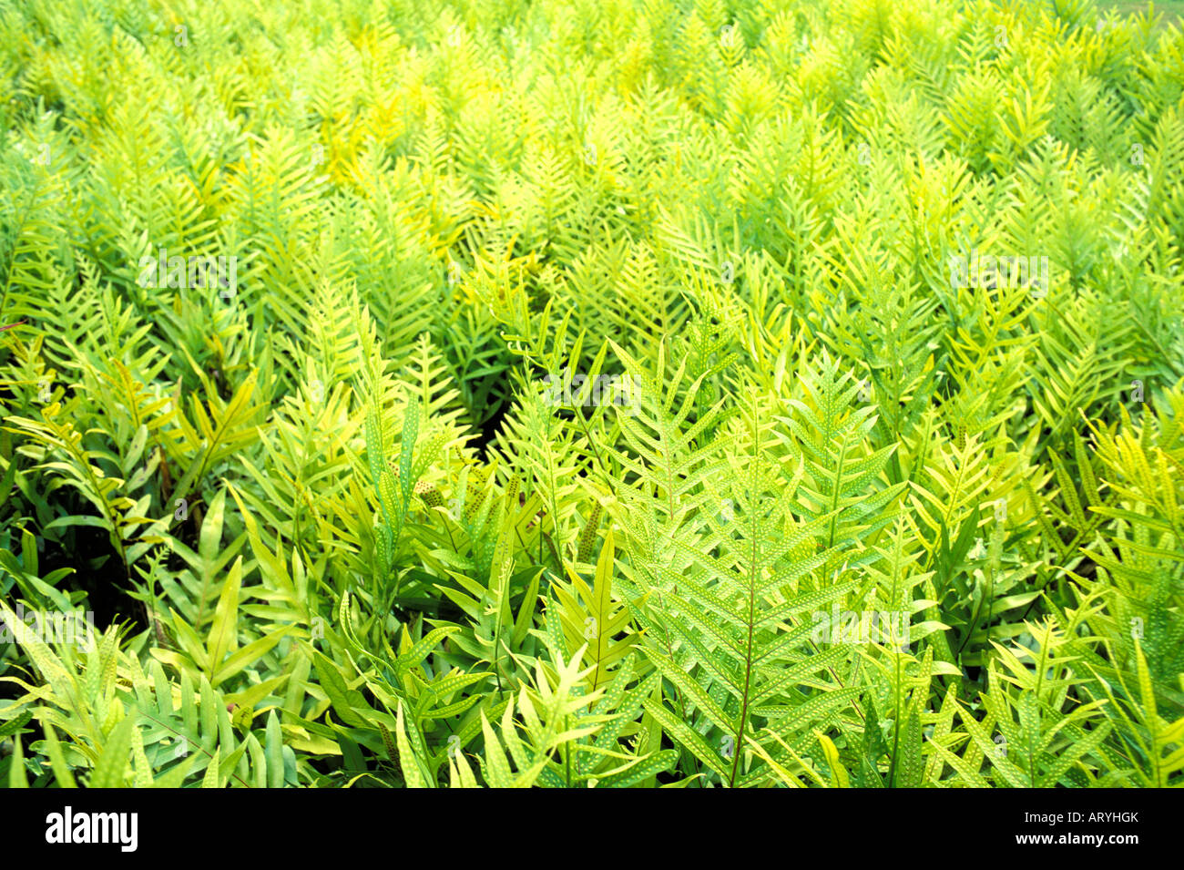 Lauae ferns, native plant used in leis & other hula ornamentation