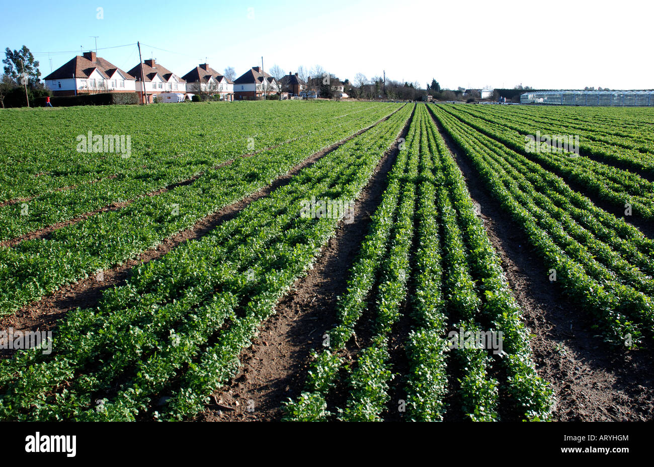 Coriander crop at Offenham, Vale of Evesham, Worcestershire, England