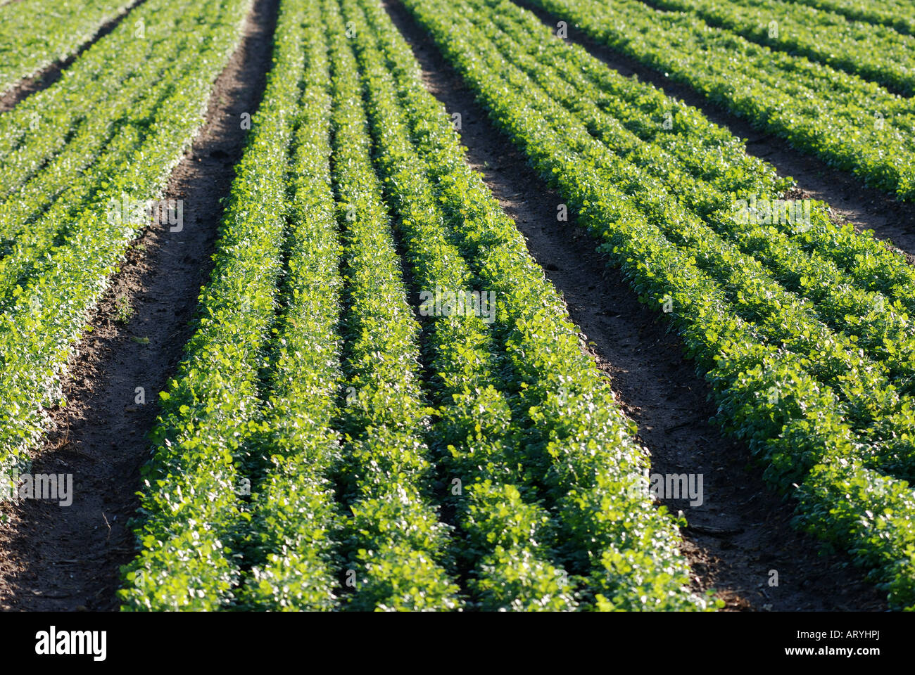 Coriander crop at Offenham, Vale of Evesham, Worcestershire, England