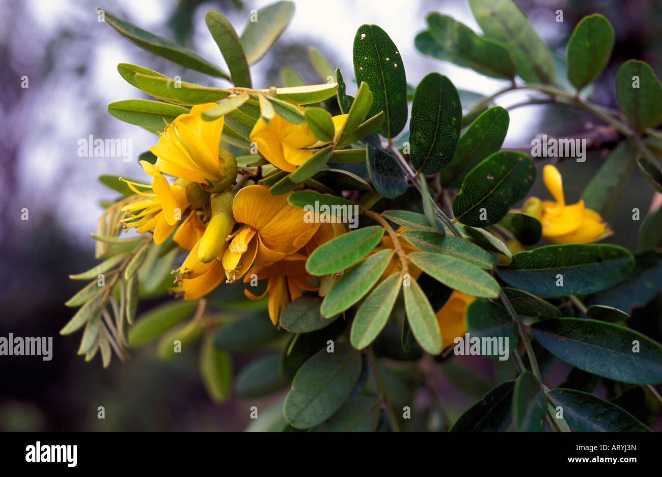Flowers of the mamane (Sophora chrysophylla), a native hardwood, Hualalai, Kaupulehu Stock Photo