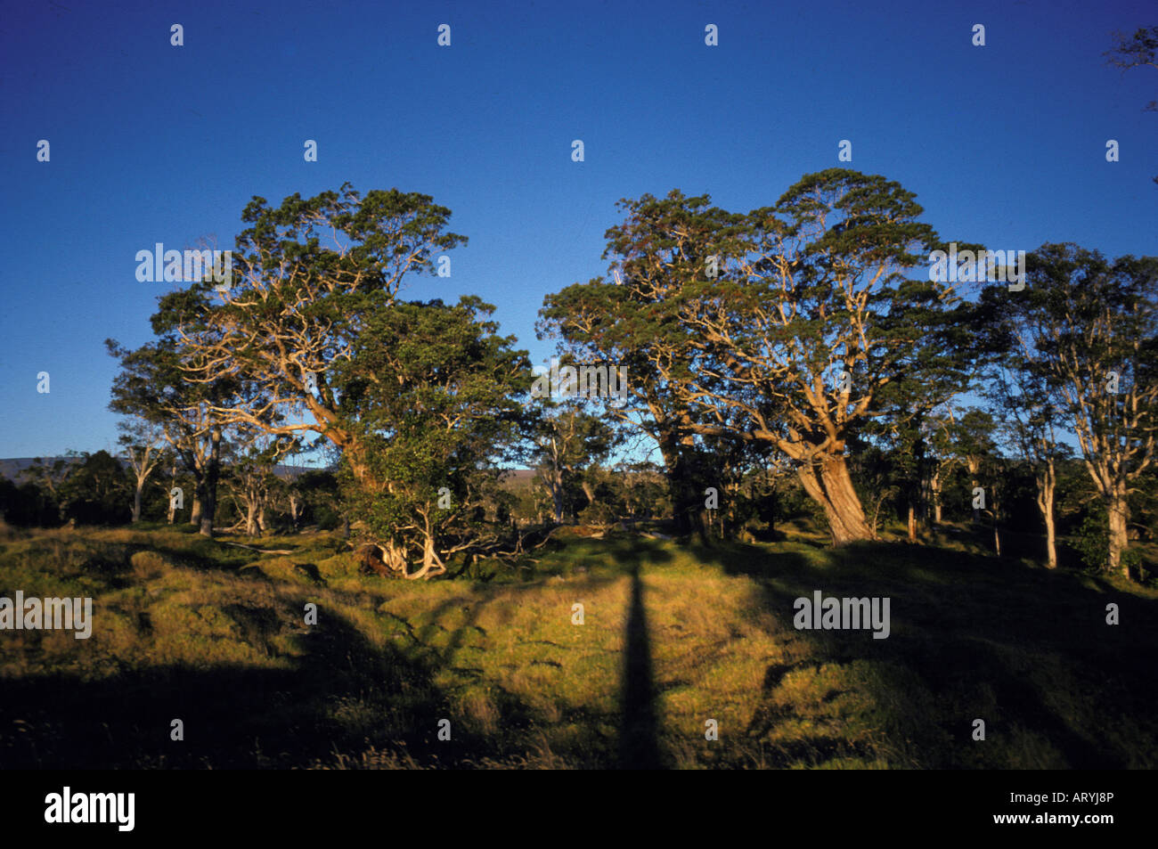 Koa trees at a ranch above Volcano Stock Photo Alamy