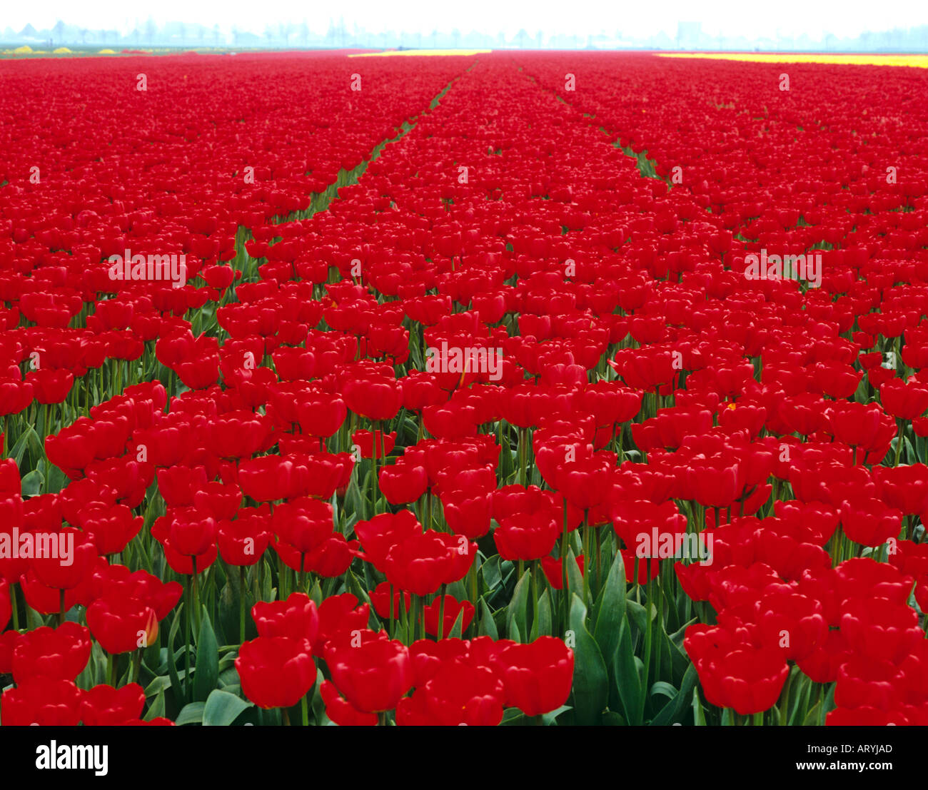 Tulip field North Holland Netherlands Stock Photo - Alamy