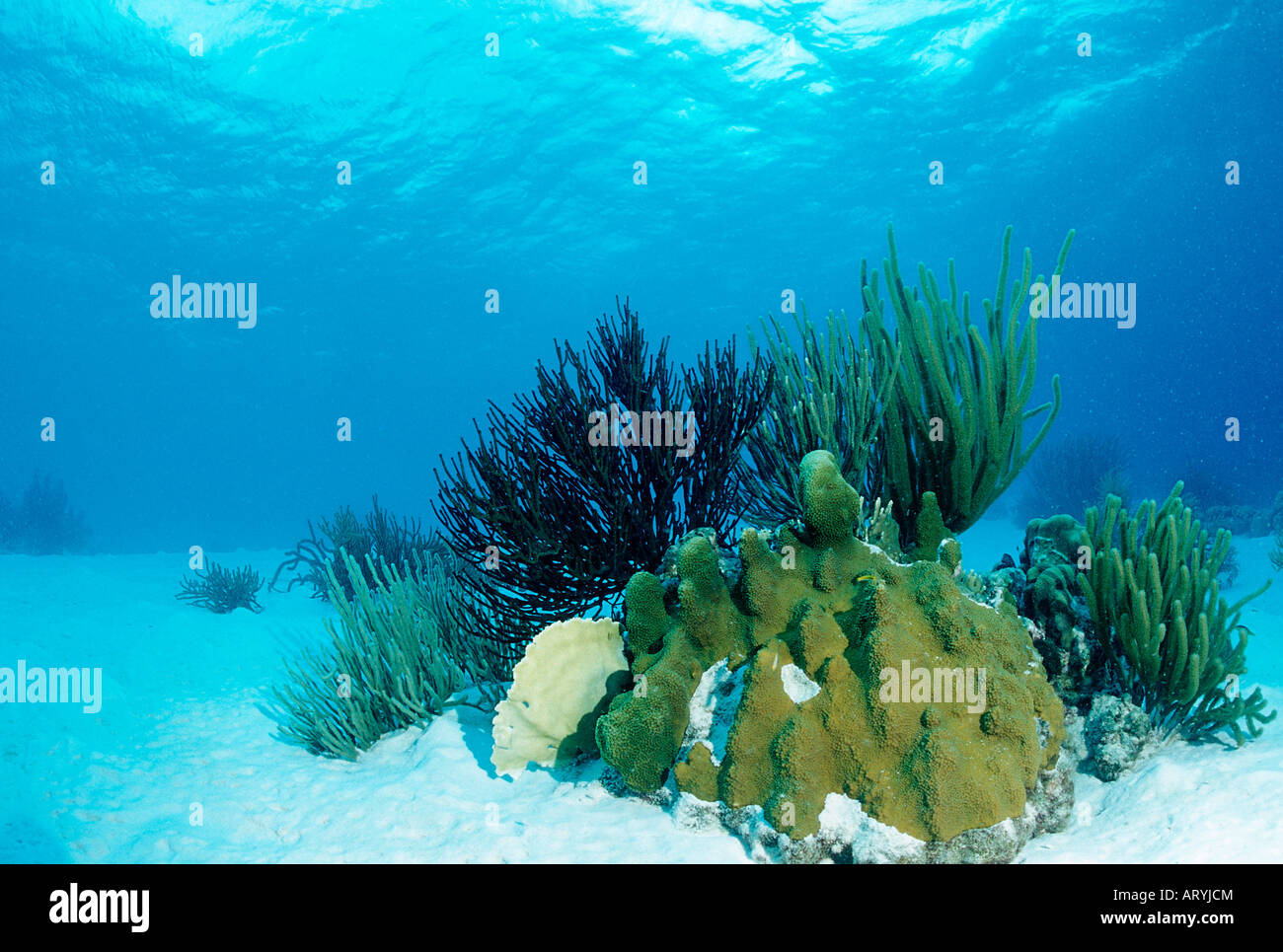 Corals on sandy bottom Caribbean Sea Trinidad Stock Photo