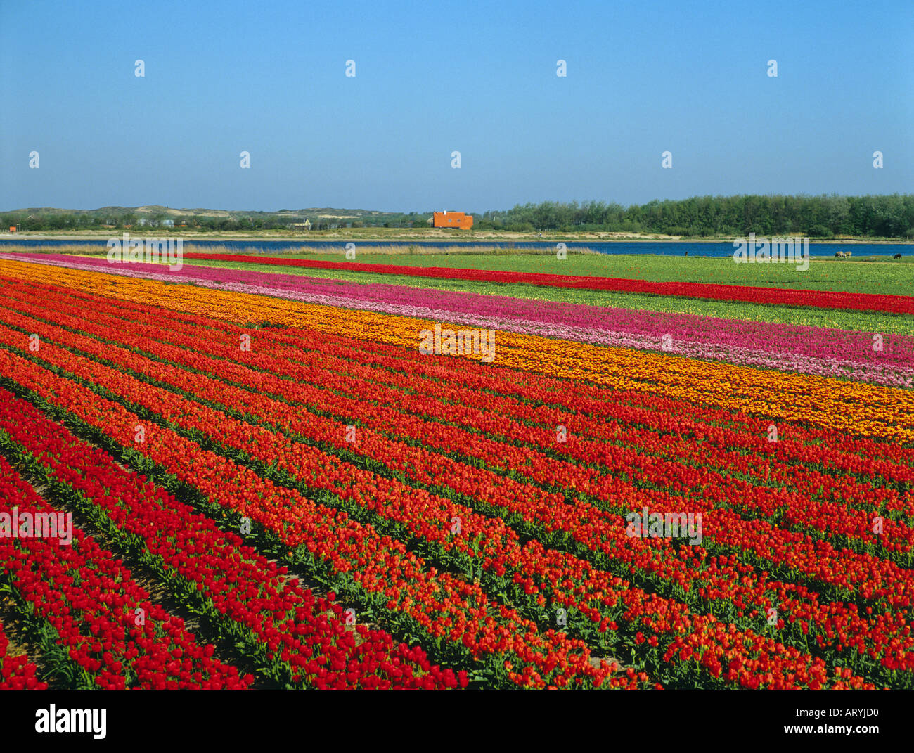Tulip field North Holland Netherlands Stock Photo - Alamy