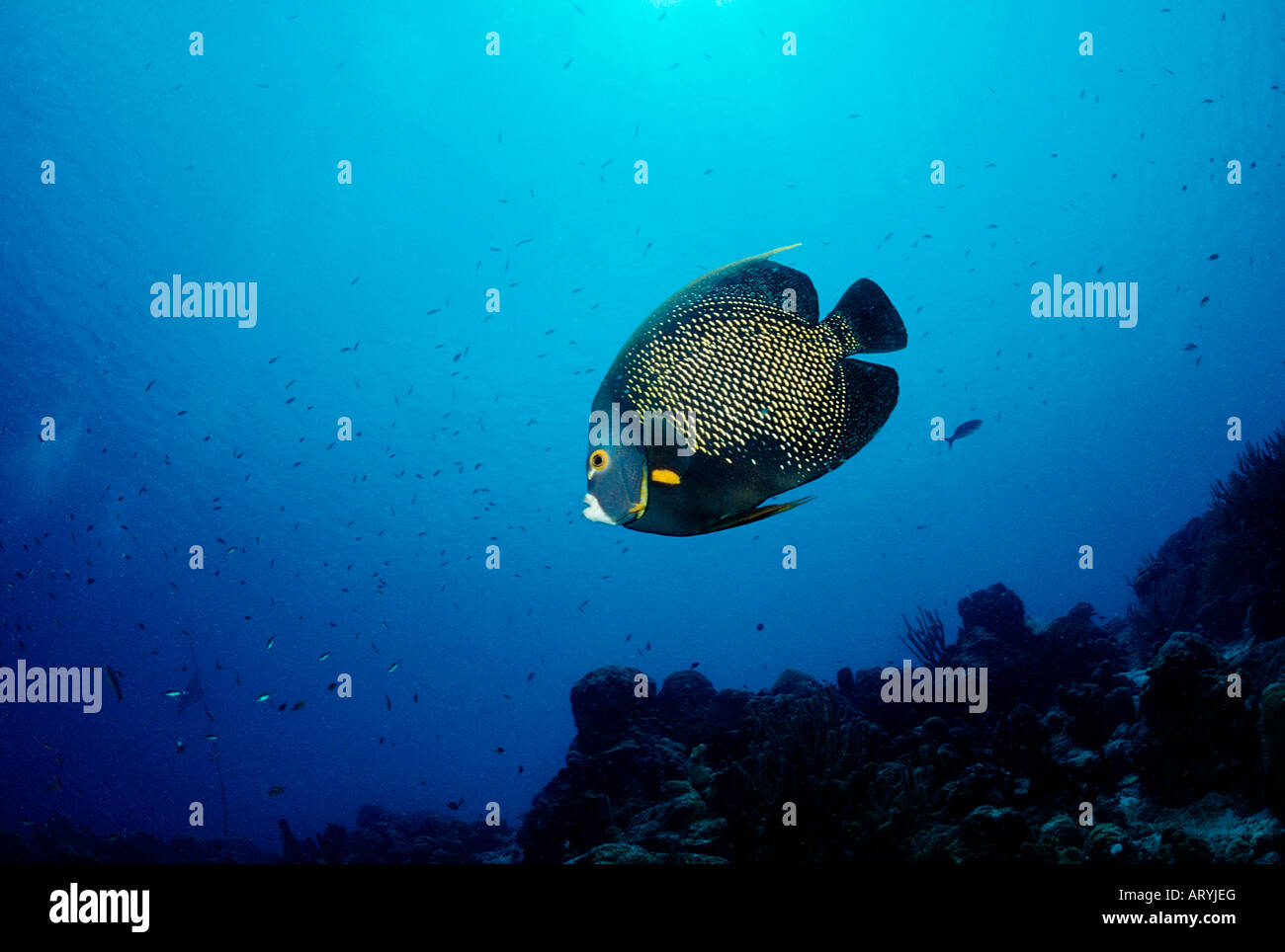 French Angelfish Pomacanthus paru Caribbean Sea Cuba Stock Photo