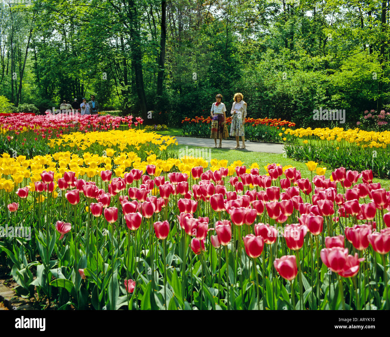 Tulips in Keukenhof Gardens Netherlands Stock Photo - Alamy