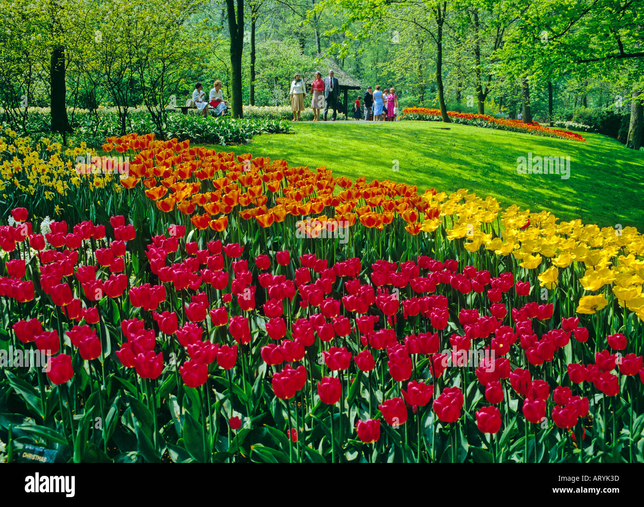Tulips in Keukenhof Gardens Netherlands Stock Photo - Alamy