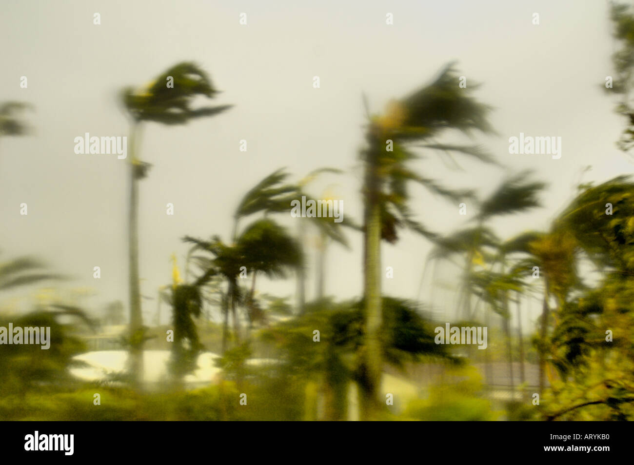 Florida Hurricane Season Storm blowing through palm trees with winds at high speeds in a beach street in Palm Miami Beach County Stock Photo