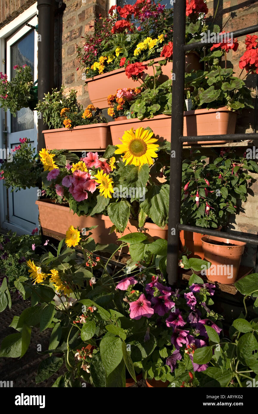 Growing flowers in a very limited space next to a fire escape on the rear wall of a block of apartments Stock Photo