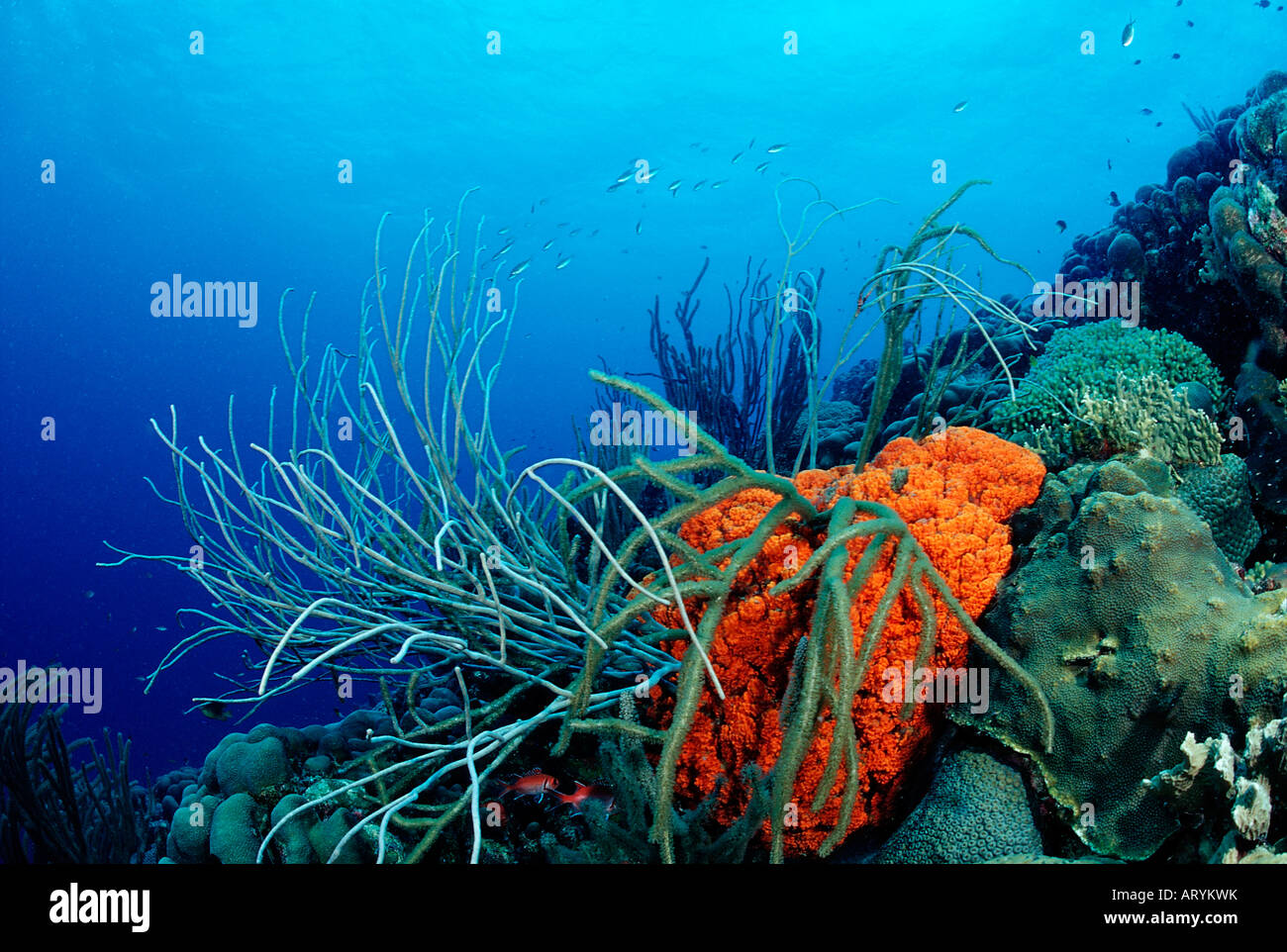 Caribbean Coral Reef Caribbean Sea Cuba Stock Photo