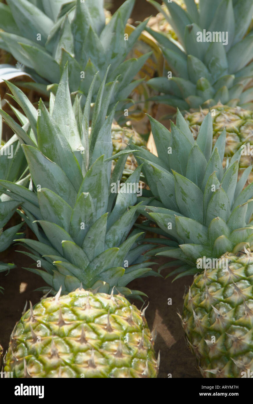 pineapple fruit fresh food fibre juicy sweet taste Stock Photo Alamy