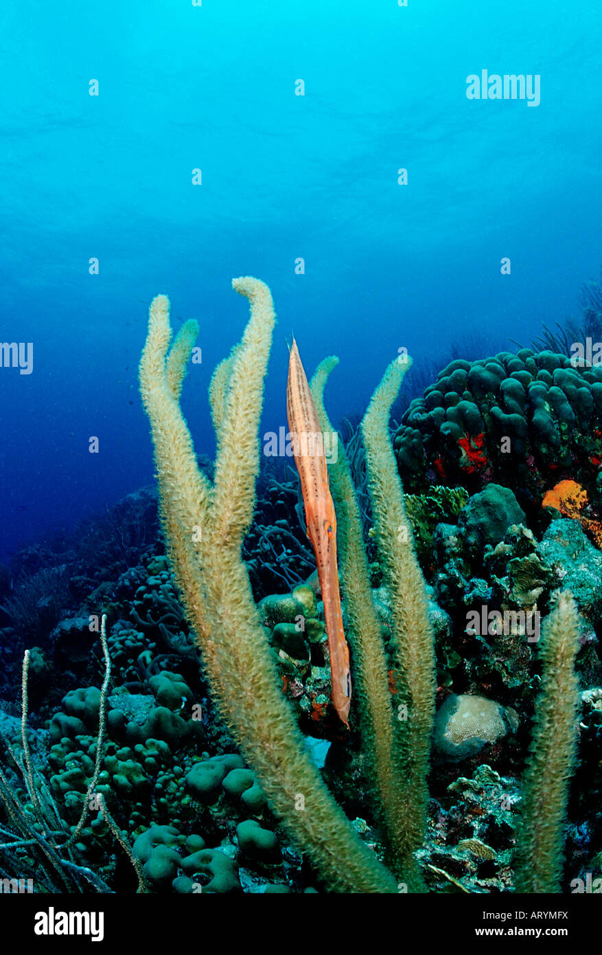 Trumpetfish Aulostomus maculatus Caribbean Sea Cuba Stock Photo