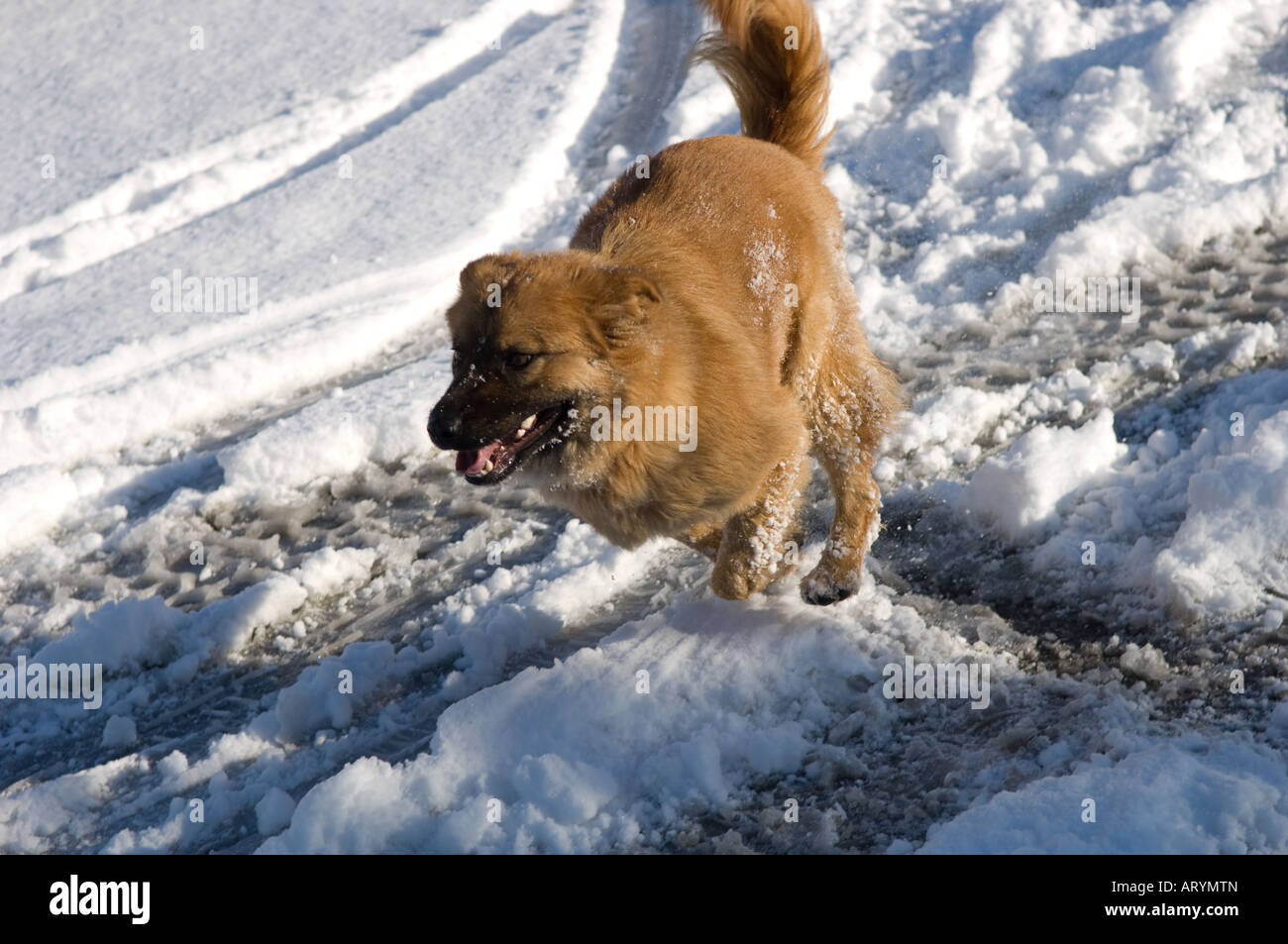 Dog playing in snow Stock Photo - Alamy