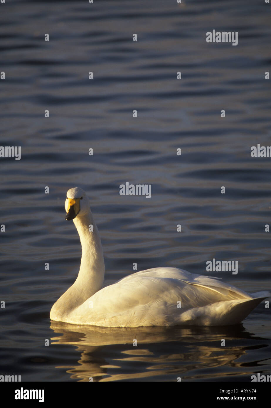 Whooper Swan Stock Photo