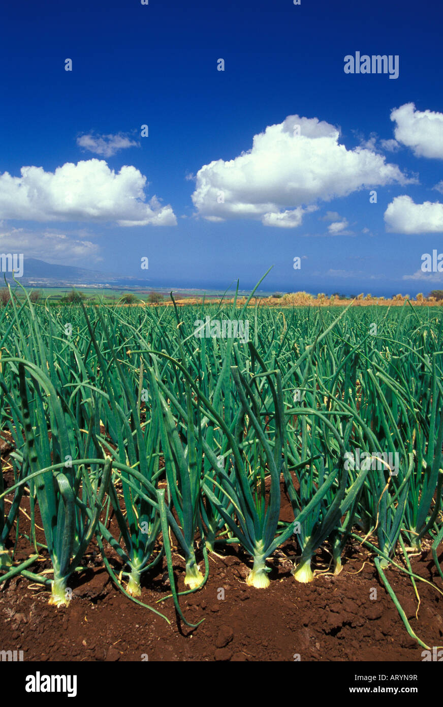 Upcountry Kula onion farm overlooks Maui's North Shore. Famous sweet