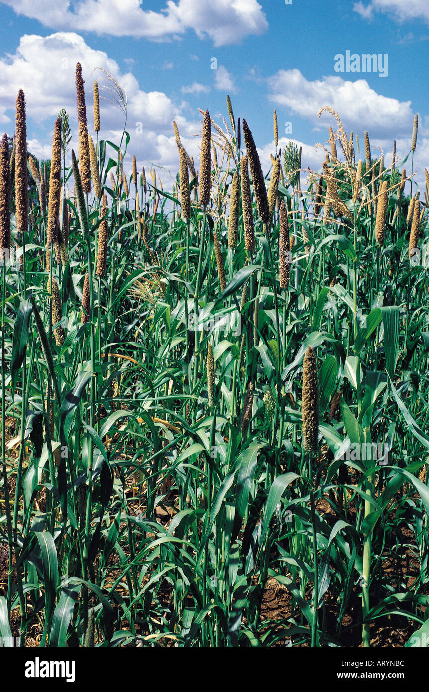 Millet growing in Kenya East Africa Stock Photo Alamy