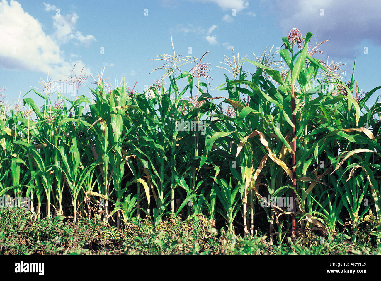 Maize or corn growing in Kenya East Africa Stock Photo Alamy