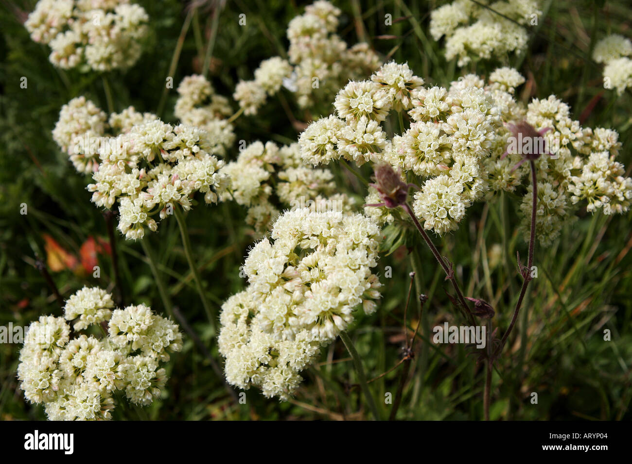 Sulphur BuckWheat Wildflowers summer in Alberta Stock Photo