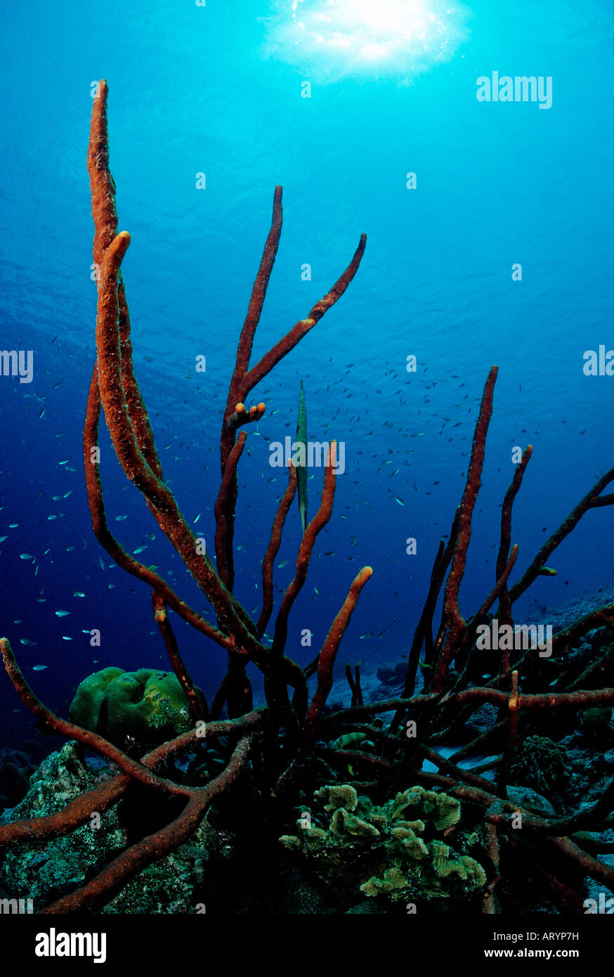 Coralreef with Sponge Caribbean Sea Tobago Stock Photo