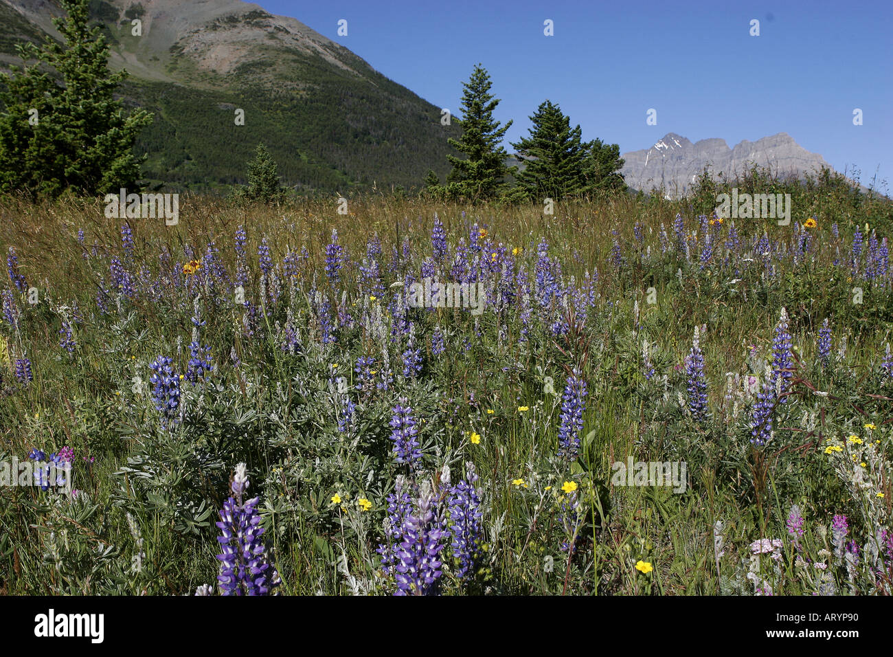 Alberta Fresh Spring Fresh wildflowers hi-res stock photography and images - Alamy