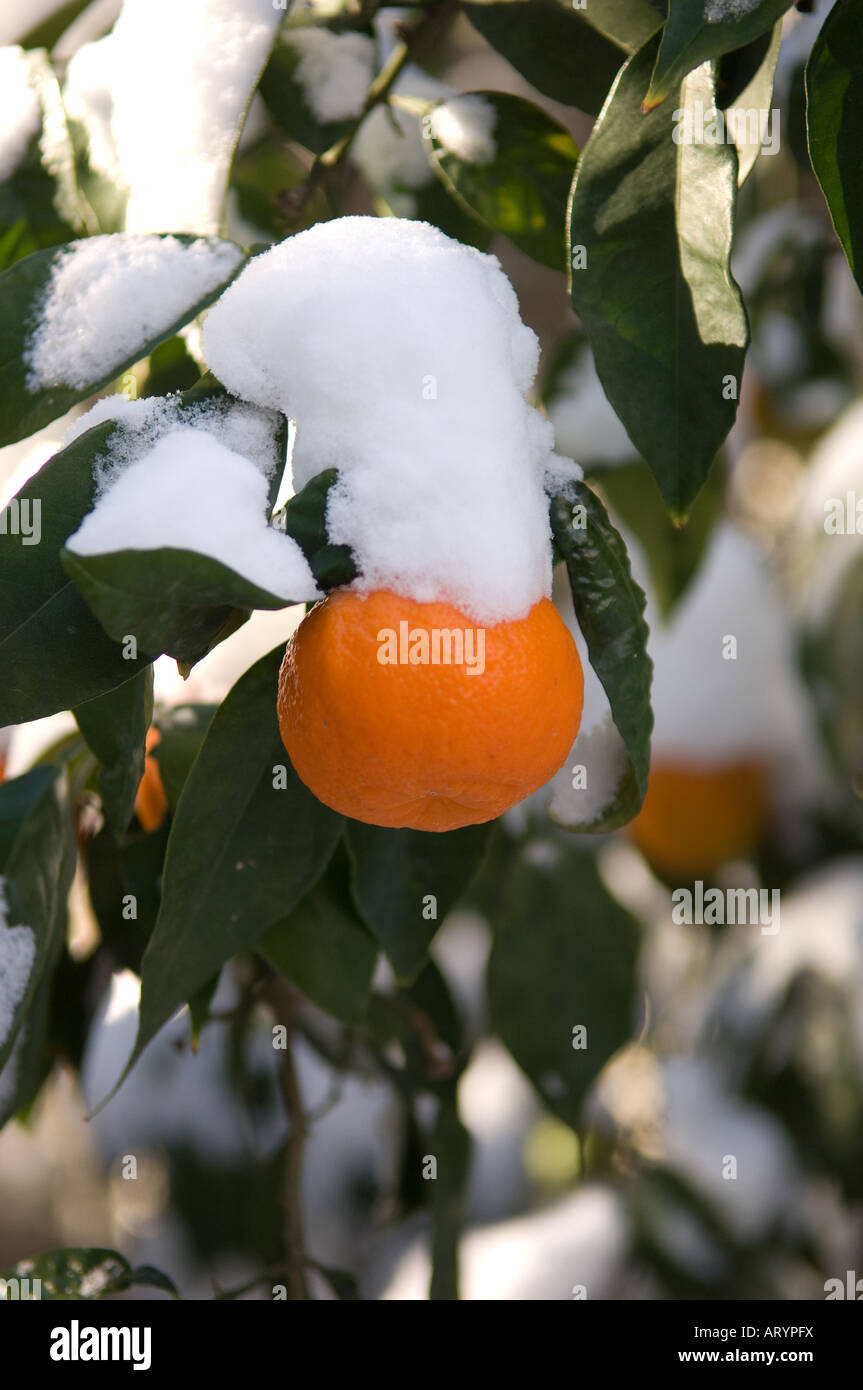 Mandarine with snow Stock Photo
