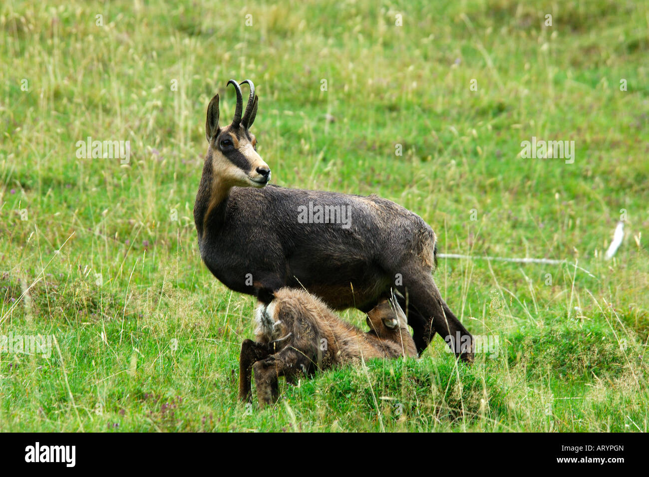 camoscio Rupicapra rupicapra chamois madre piccolo allattamento mammiferi erbivori mountain Cogne Parco Nazionale Gran Paradiso Stock Photo