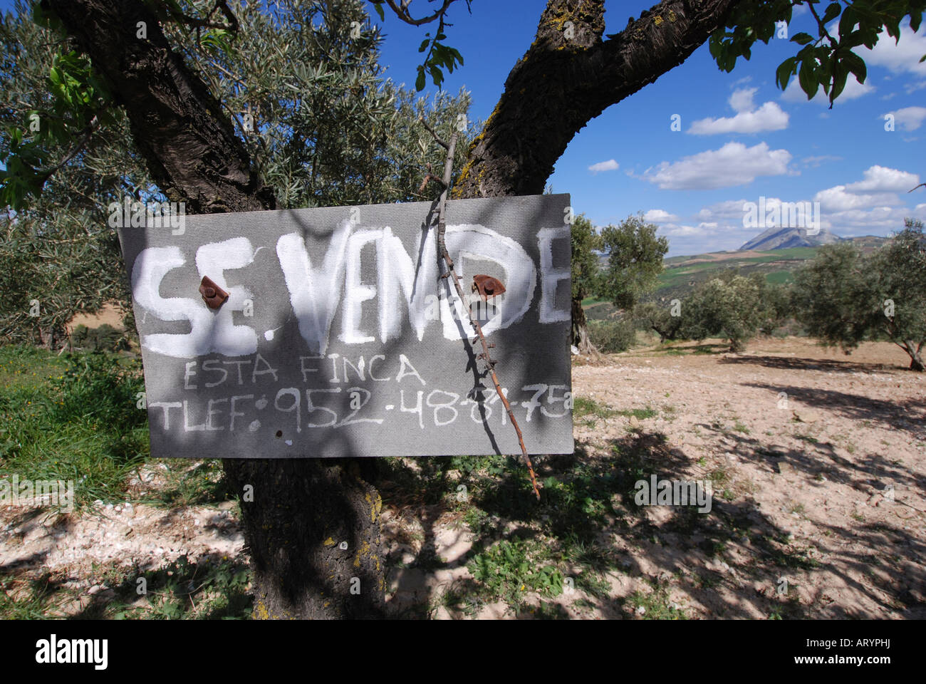 Finca for sale sign nailed to tree in countryside of Andalusia, Spain Stock Photo