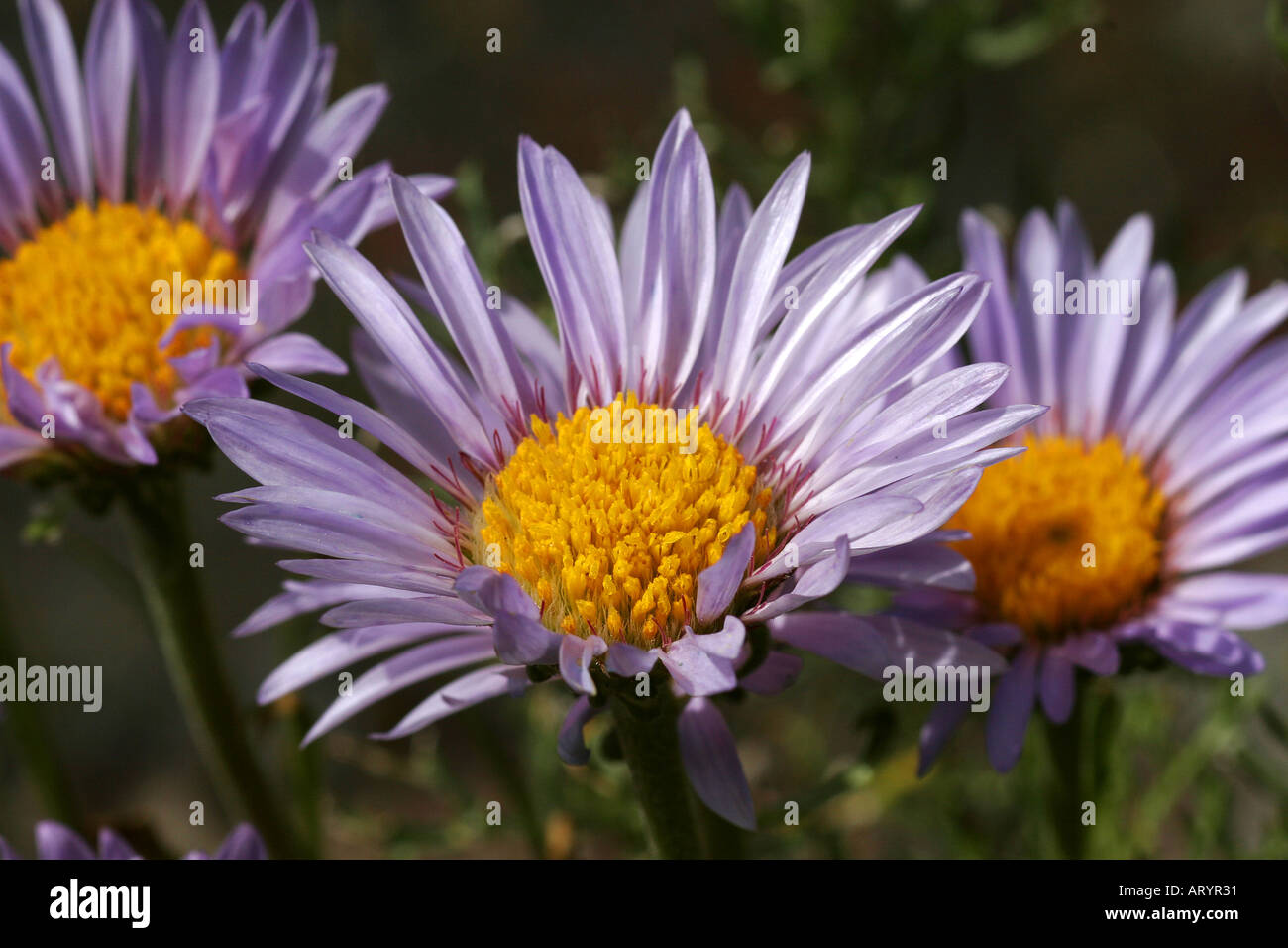 Smooth Fleabane Wildflowers summer in Alberta Stock Photo Alamy