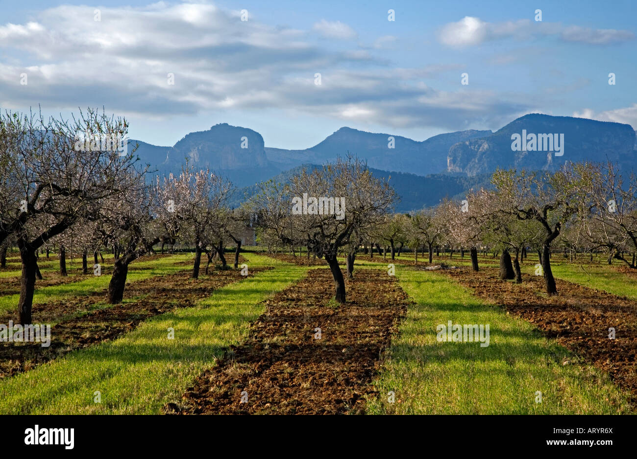 Almond trees field. Near Consell village. On the background the Tramuntana mountain chain. Mallorca Island. Spain Stock Photo