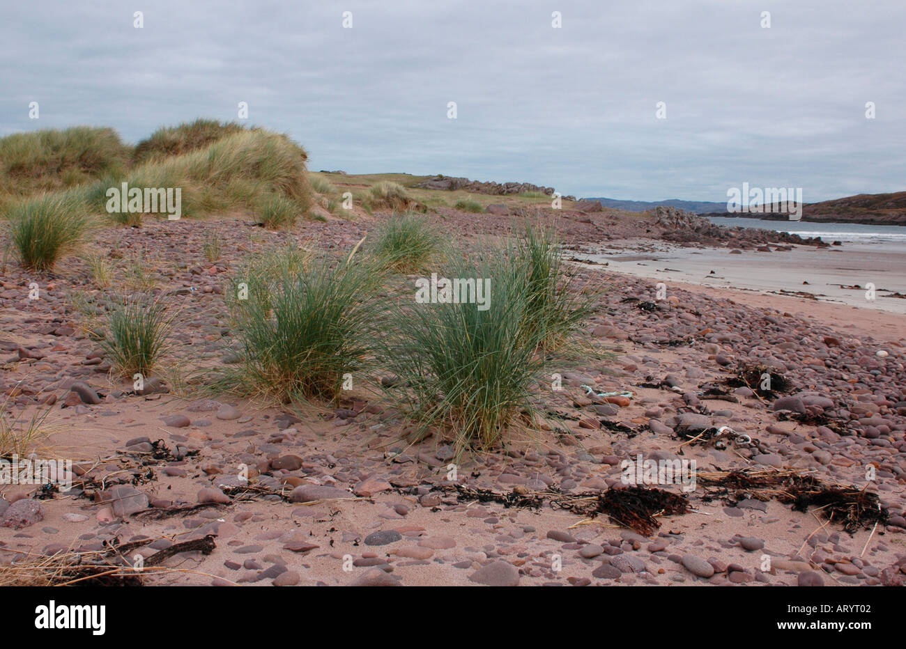 Marram Grass spreads by tough rhizomes Stock Photo Alamy
