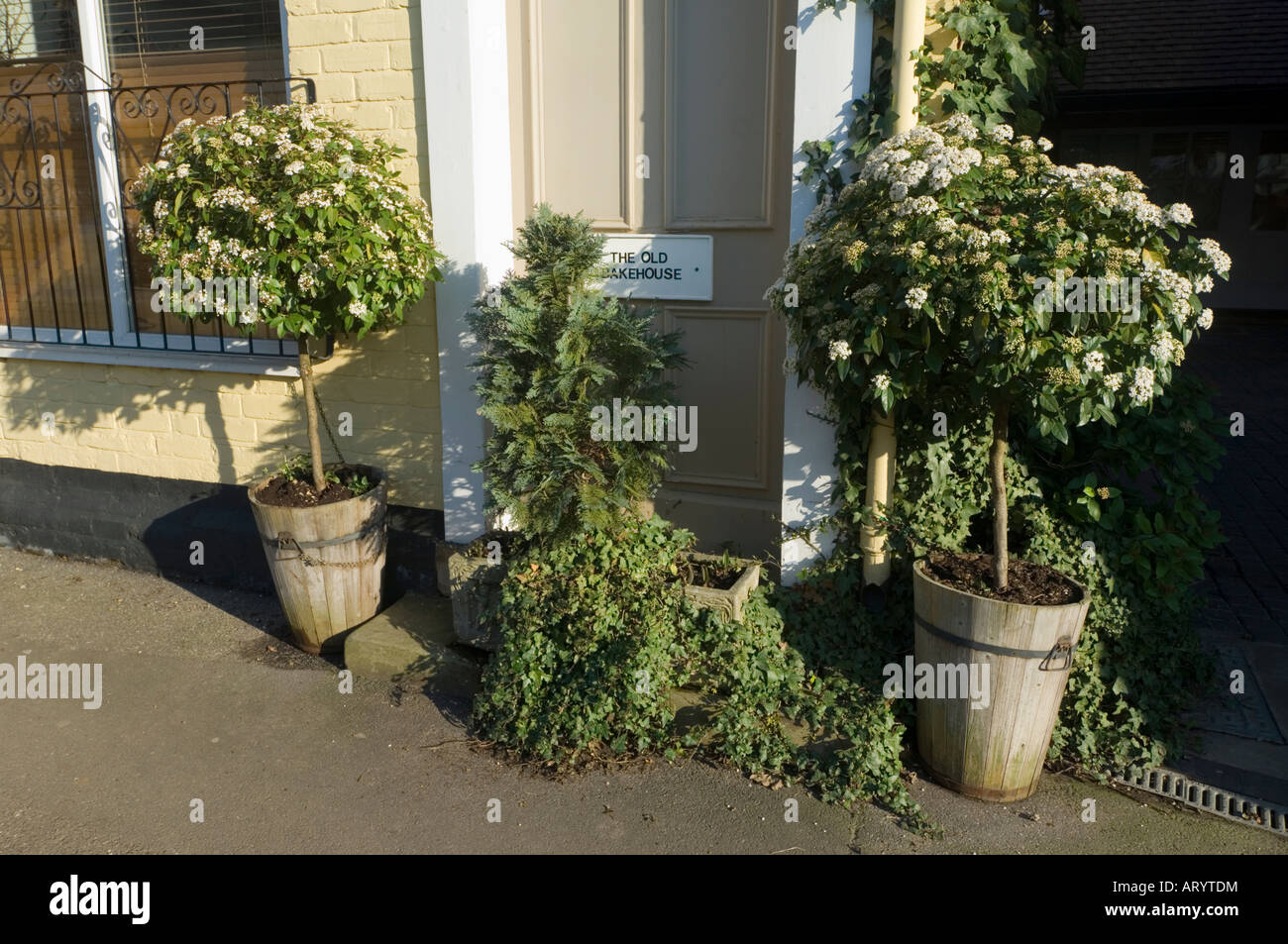 Potted Plants Shere Surrey England UK Stock Photo Alamy