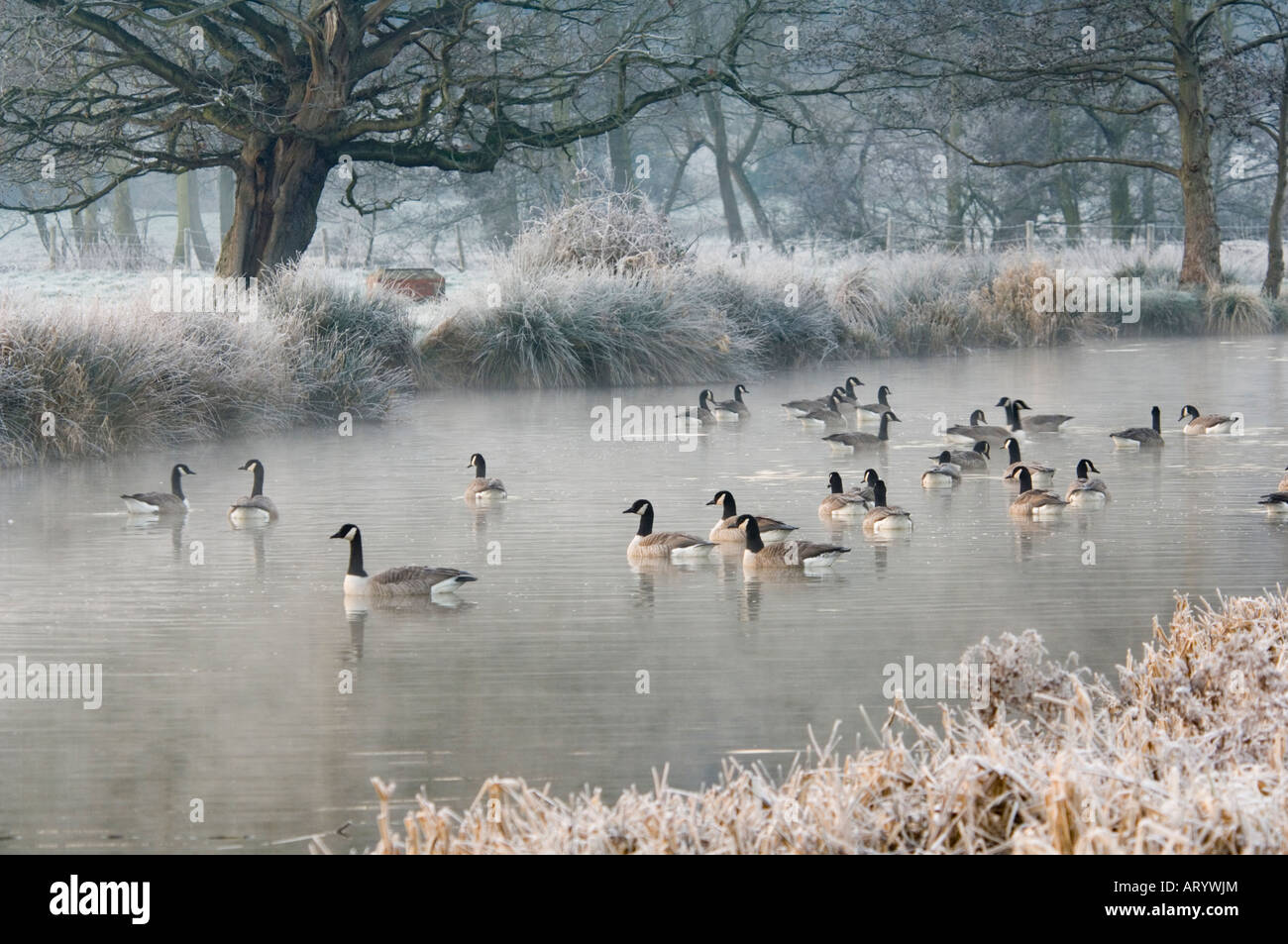 Canada Geese (Branta canadensis) on the River Wey in Winter, Surrey, UK Stock Photo